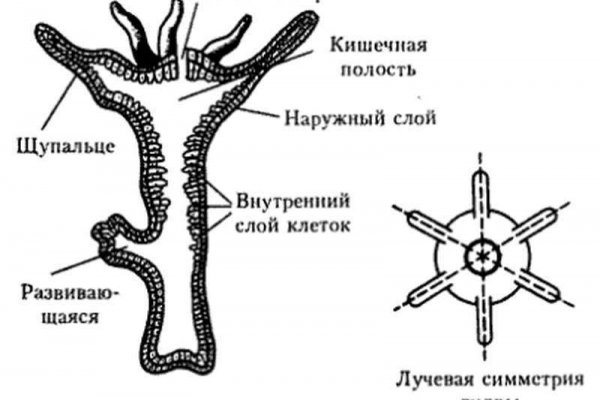 Ссылка на кракен лукойл